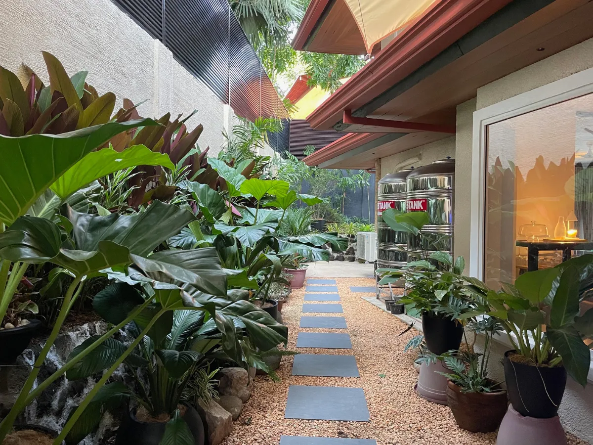 Tropical side garden with stepping stones on gravel and potted alocasia at Ayala Alabang