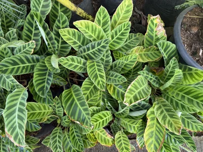 Calathea Zebrina photo 1 thumbnail