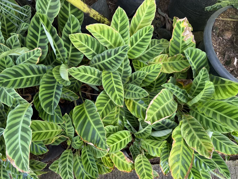 Calathea Zebrina