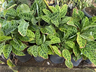 Calathea Zebrina photo 2 thumbnail
