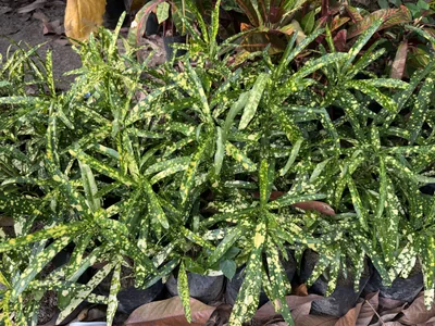Croton photo 1 thumbnail