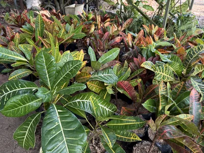 Croton photo 2 thumbnail