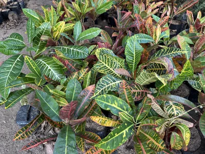 Croton photo 3 thumbnail