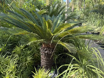 Cycas Revoluta photo 1 thumbnail