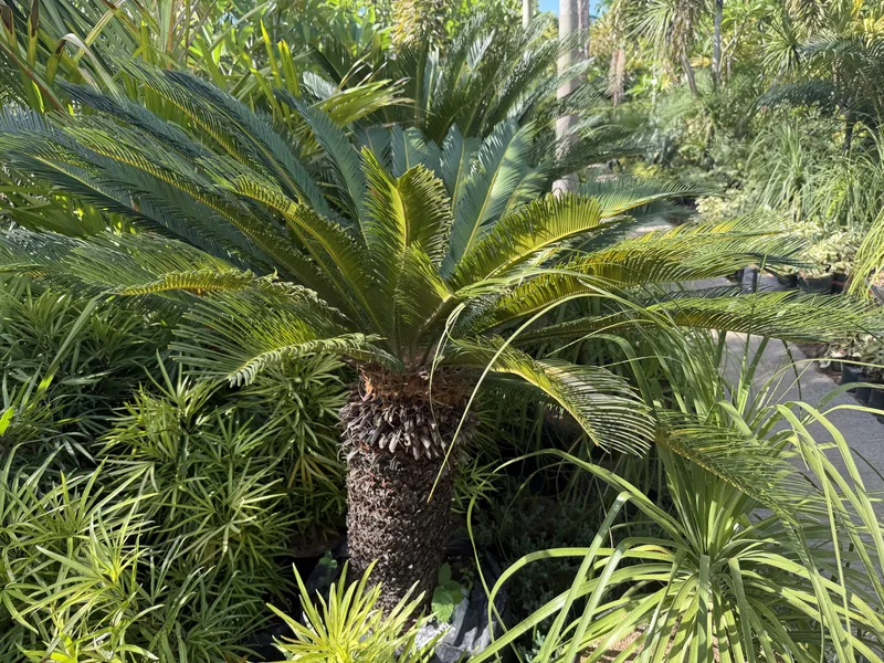 Cycas Revoluta