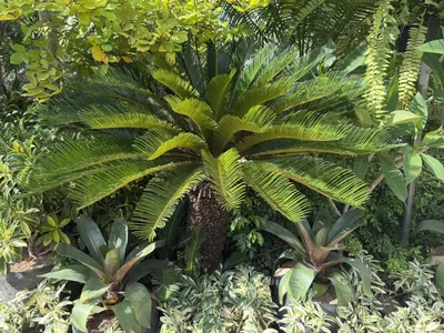 Cycas Revoluta photo 2 thumbnail