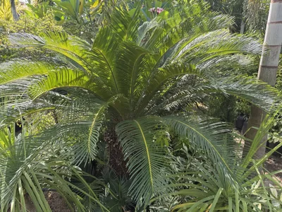 Cycas Revoluta photo 3 thumbnail