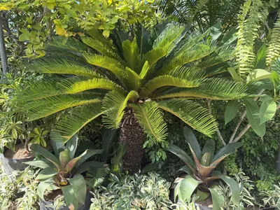 Cycas Revoluta photo 4 thumbnail
