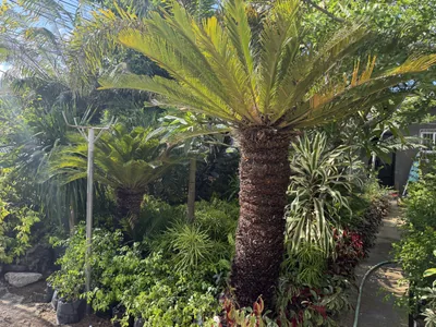 Cycas Revoluta photo 5 thumbnail