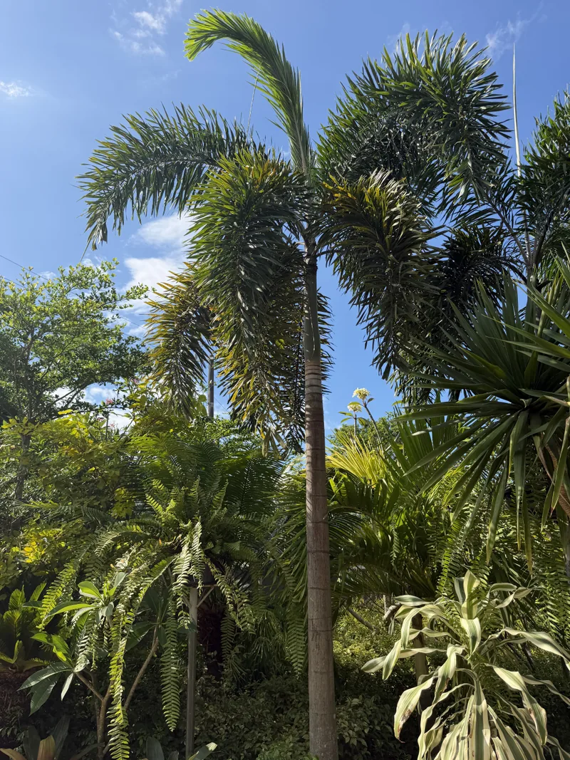 Foxtail Palm