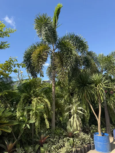 Foxtail Palm photo 2 thumbnail