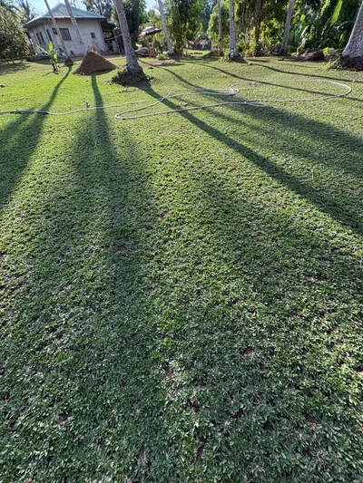Frog Grass photo 1 thumbnail