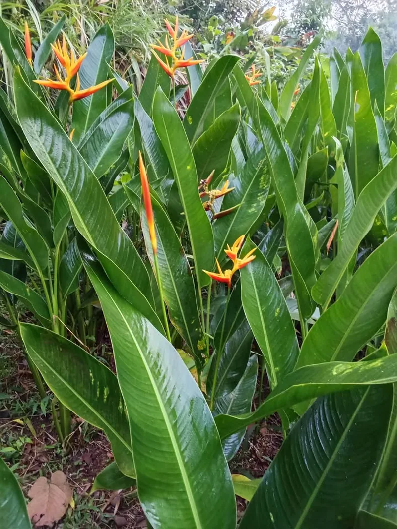 Heliconia