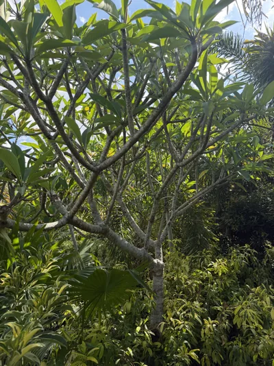 Kalachuchi photo 2 thumbnail