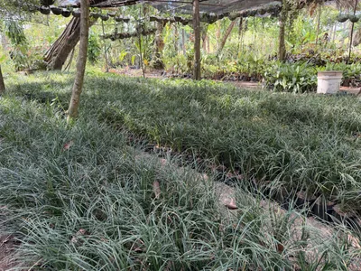 Mondo Grass photo 1 thumbnail