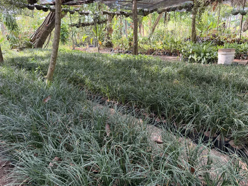 Mondo Grass