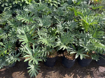 Philodendron Selloum photo 1 thumbnail