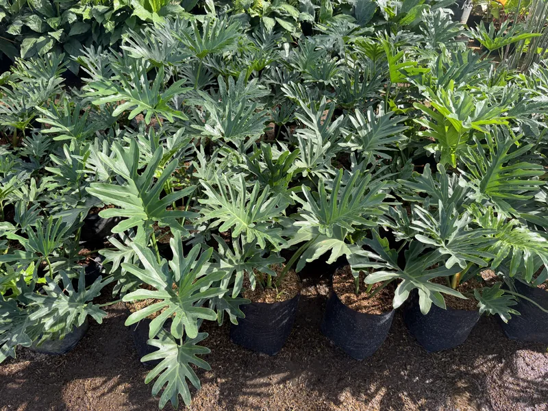 Philodendron Selloum
