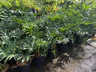 Philodendron Selloum photo 3 thumbnail