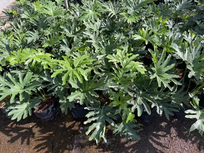 Philodendron photo 2 thumbnail