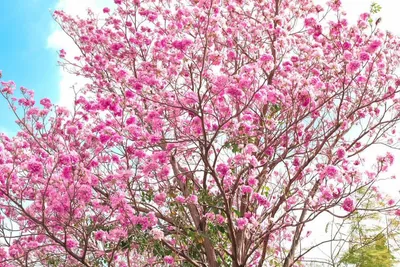 Pink Trumpet Tree (Pink Tabebuia) photo 1 thumbnail