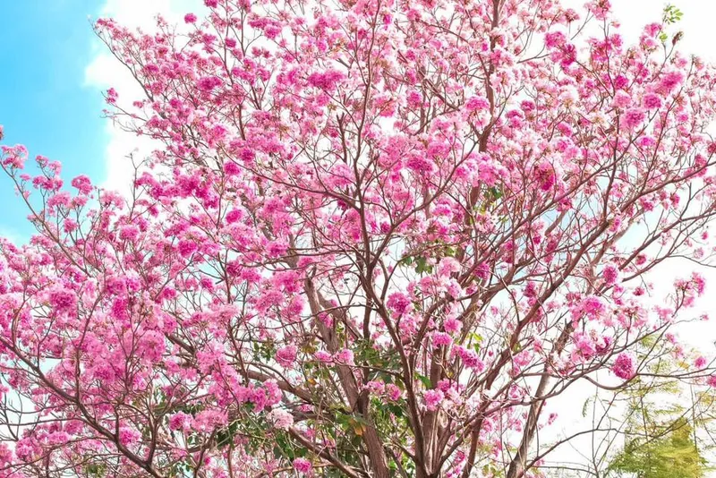 Pink Trumpet Tree (Pink Tabebuia)