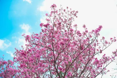 Pink Trumpet Tree (Pink Tabebuia) photo 2 thumbnail