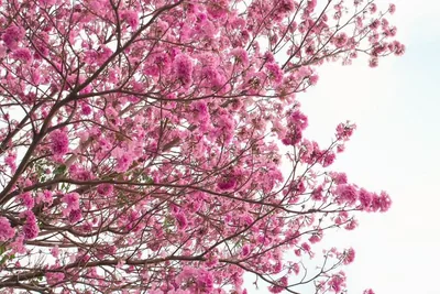 Pink Trumpet Tree (Pink Tabebuia) photo 3 thumbnail
