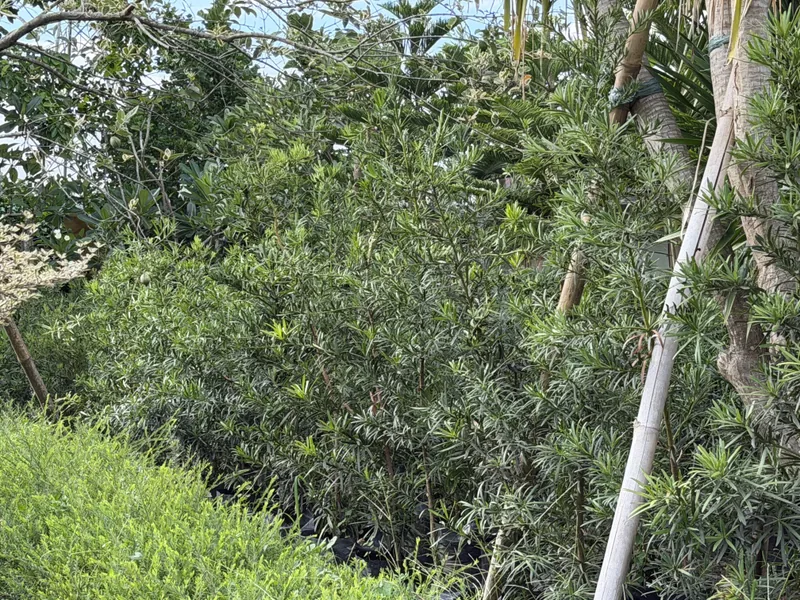 Maki (Podocarpus)