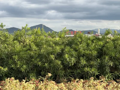 Maki (Podocarpus) photo 2 thumbnail
