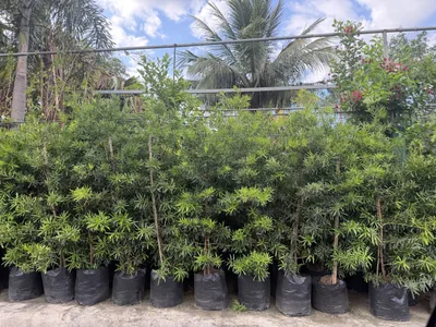 Maki (Podocarpus) photo 3 thumbnail