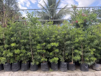 Maki (Podocarpus) photo 4 thumbnail