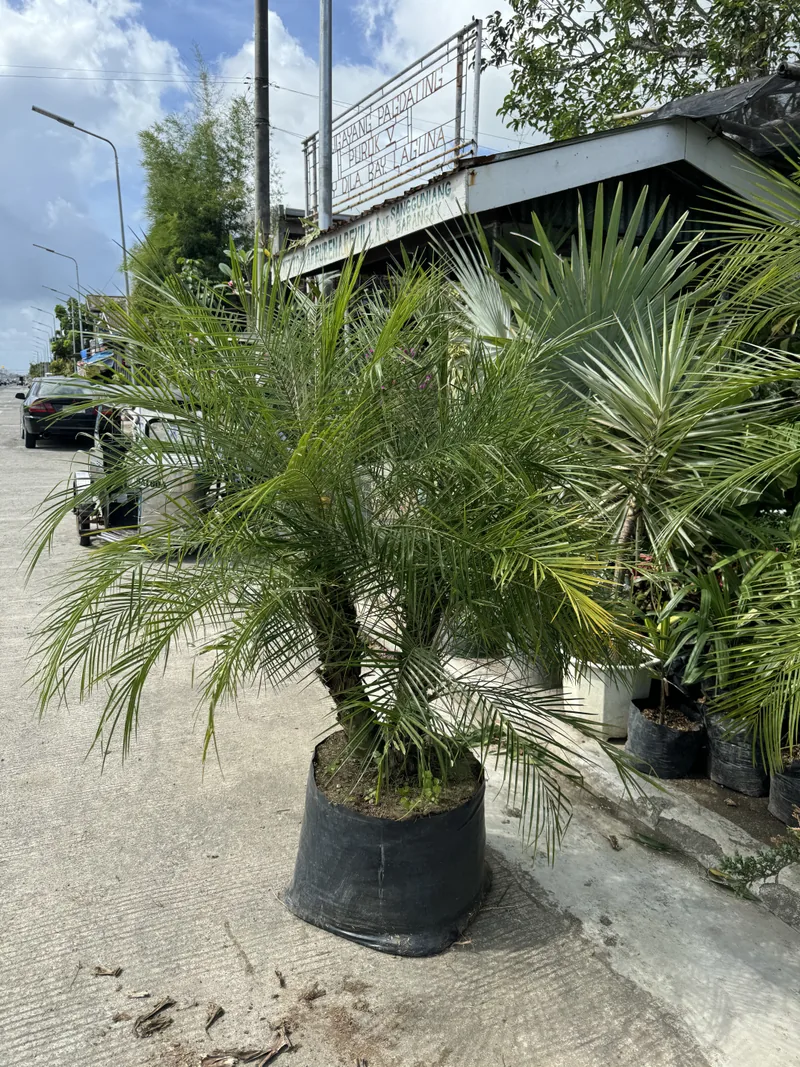 Pygmy Date Palm