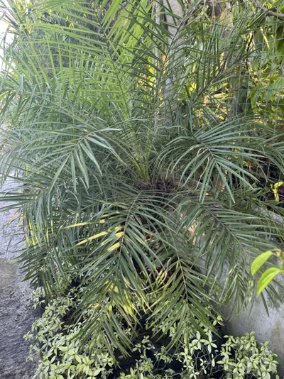 Pygmy Date Palm photo 2 thumbnail