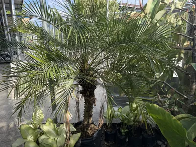 Pygmy Date Palm photo 3 thumbnail
