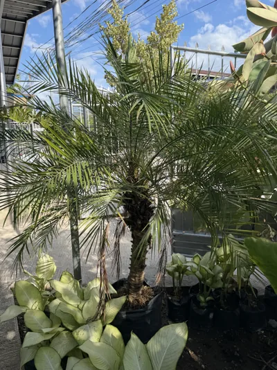 Pygmy Date Palm photo 4 thumbnail