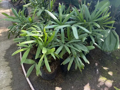 Rhapis Excelsa photo 1 thumbnail