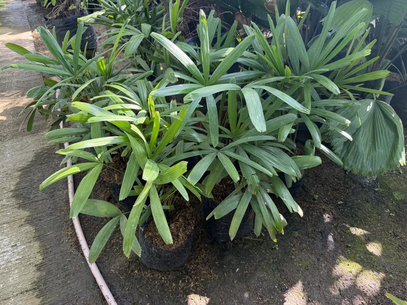 Rhapis Excelsa