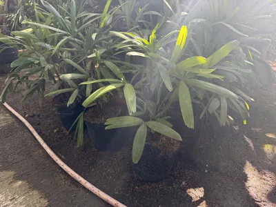 Rhapis Excelsa photo 2 thumbnail
