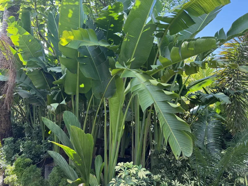 Traveler's Palm