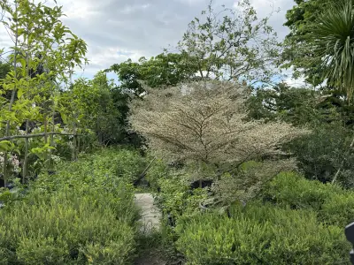 Variegated Talisay