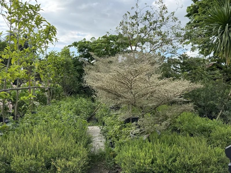 Variegated Talisay
